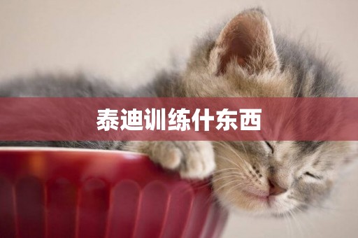 泰迪訓練什東西