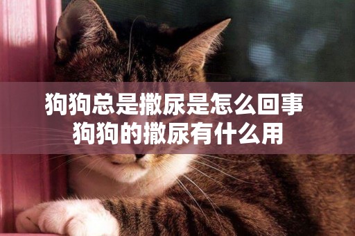 狗狗總是撒尿是怎么回事 狗狗的撒尿有什么用