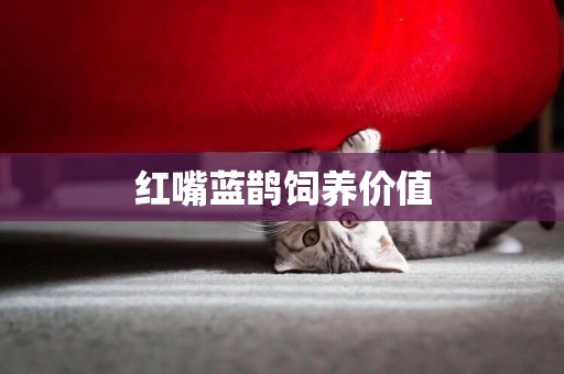 紅嘴藍鵲飼養價值