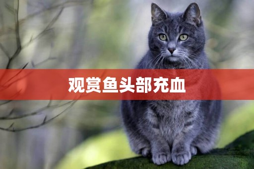 觀賞魚頭部充血