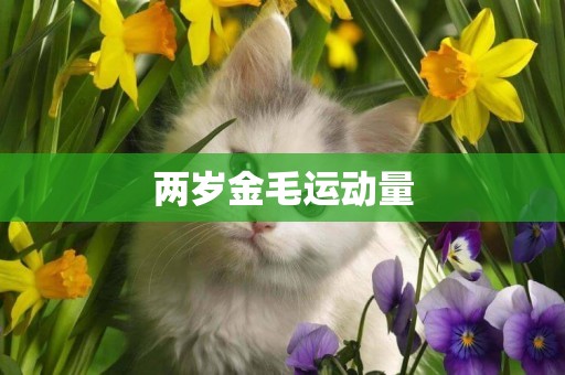 兩歲金毛運動量