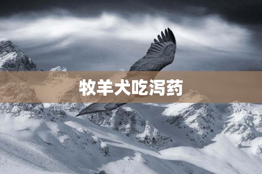 牧羊犬吃瀉藥