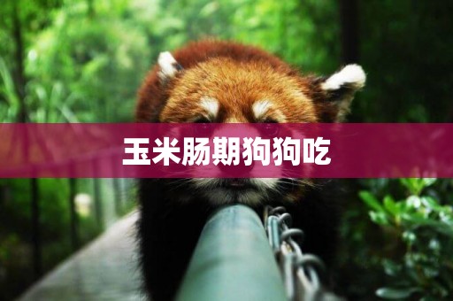 玉米腸期狗狗吃