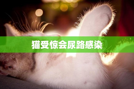 貓受驚會尿路感染