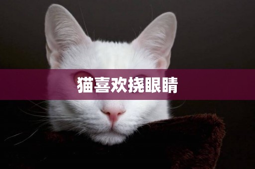 貓喜歡撓眼睛