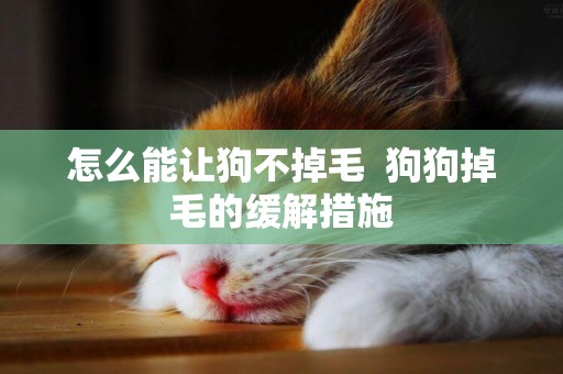 怎么能讓狗不掉毛  狗狗掉毛的緩解措施