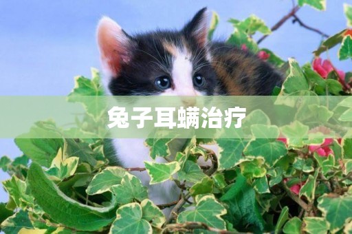 兔子耳螨治療