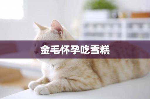 金毛懷孕吃雪糕