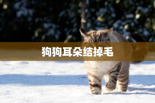 狗狗耳朵結掉毛