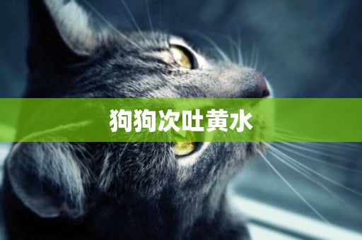 狗狗次吐黃水