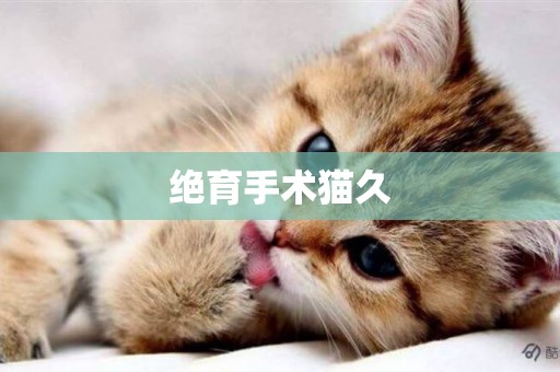 絕育手術貓久
