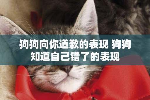 狗狗向你道歉的表現 狗狗知道自己錯了的表現
