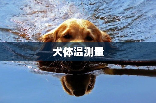 犬體溫測量