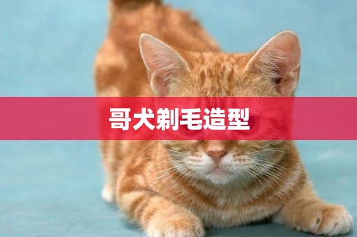 哥犬剃毛造型