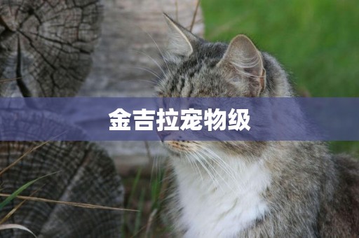 金吉拉寵物級