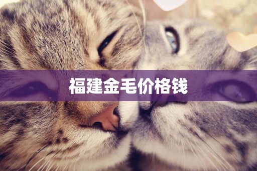 福建金毛價格錢