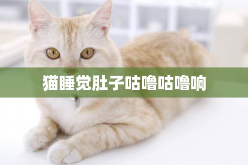 貓睡覺肚子咕嚕咕嚕響