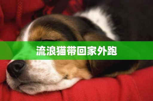 流浪貓帶回家外跑
