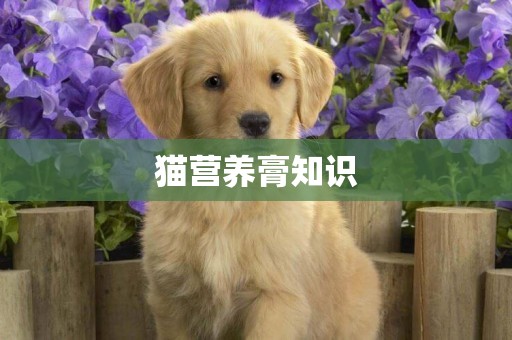 貓營養膏知識