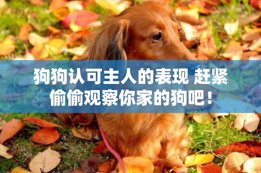 狗狗認可主人的表現 趕緊偷偷觀察你家的狗吧！