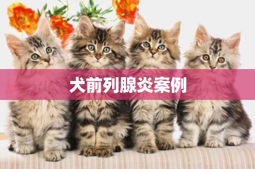 犬前列腺炎案例
