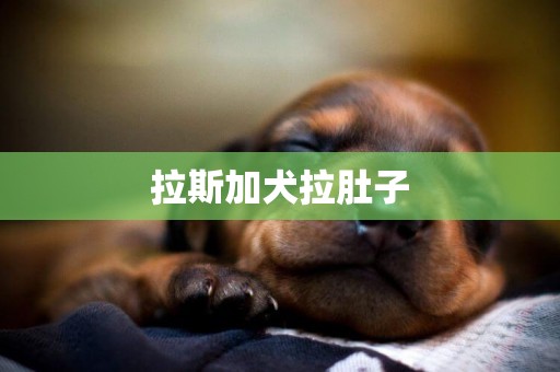 拉斯加犬拉肚子
