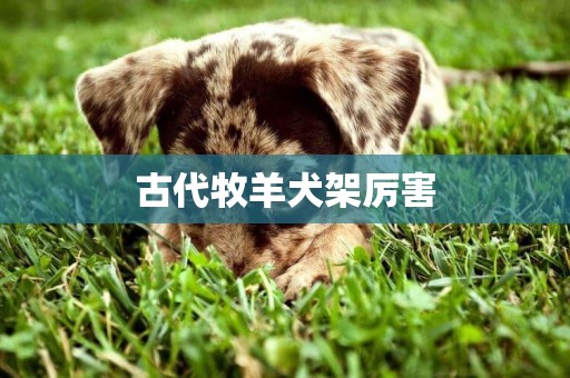 古代牧羊犬架厲害