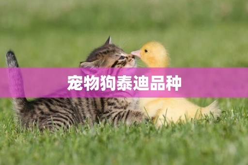 寵物狗泰迪品種