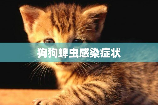狗狗蜱蟲感染癥狀