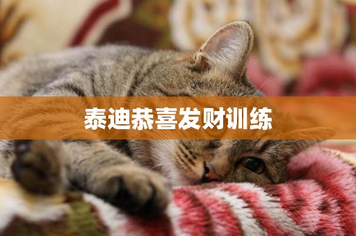 泰迪恭喜發財訓練