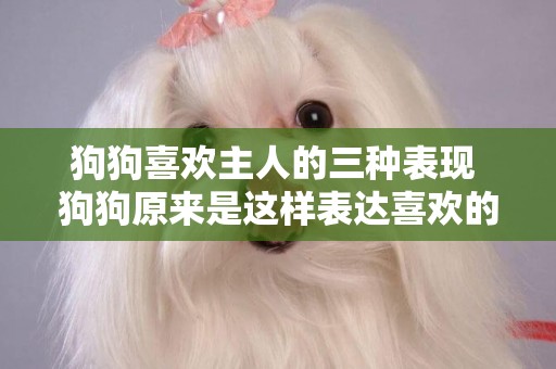 狗狗喜歡主人的三種表現 狗狗原來是這樣表達喜歡的
