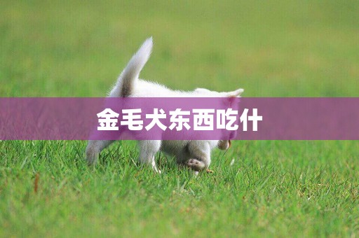 金毛犬東西吃什