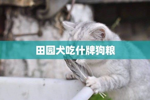 田園犬吃什牌狗糧