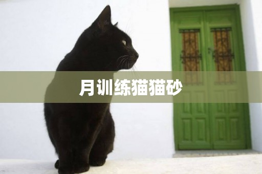 月訓練貓貓砂
