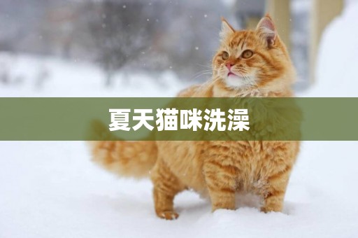 夏天貓咪洗澡