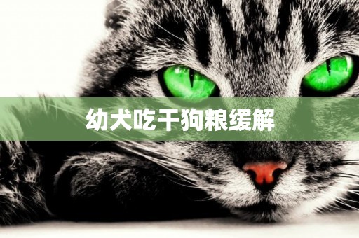 幼犬吃干狗糧緩解