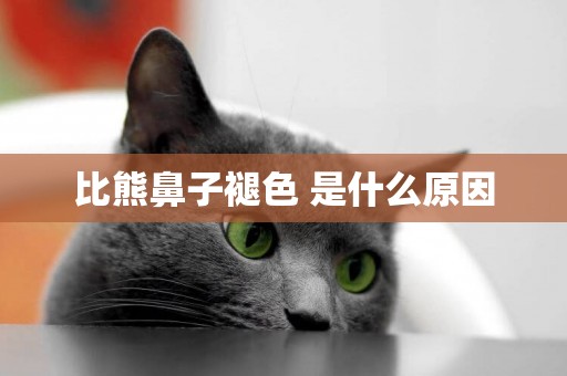 比熊鼻子褪色 是什么原因