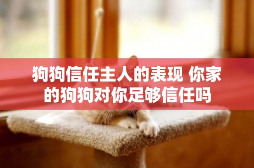 狗狗信任主人的表現 你家的狗狗對你足夠信任嗎