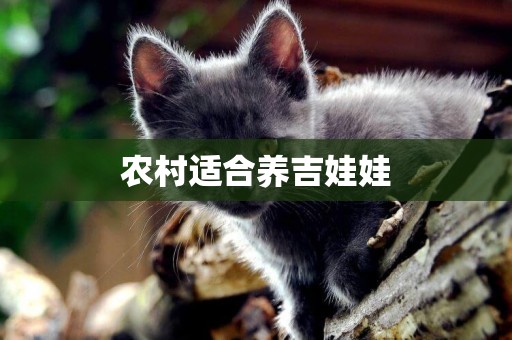 農村適合養吉娃娃