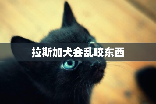 拉斯加犬會亂咬東西