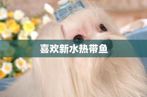 喜歡新水熱帶魚
