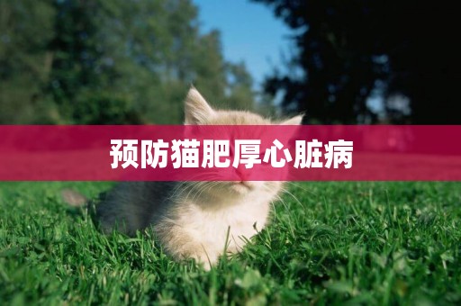 預防貓肥厚心臟病
