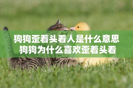 狗狗歪著頭看人是什么意思 狗狗為什么喜歡歪著頭看人 狗狗歪著頭看人是什么意思 狗狗為什么喜歡歪著頭看人