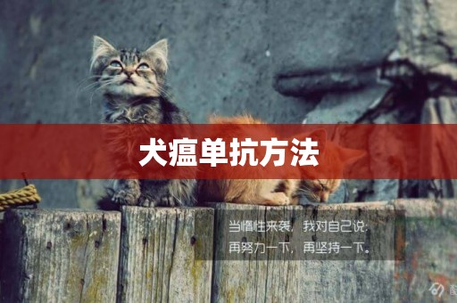 犬瘟單抗方法