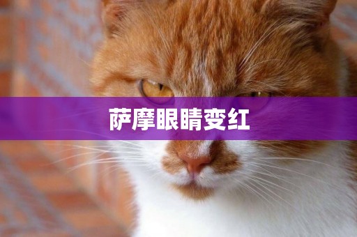 薩摩眼睛變紅