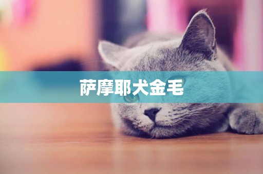薩摩耶犬金毛