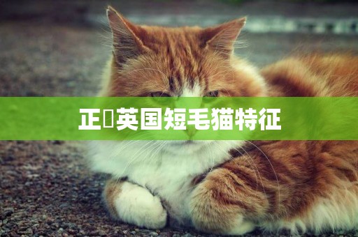 正終英國短毛貓特征