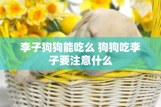 李子狗狗能吃么 狗狗吃李子要注意什么