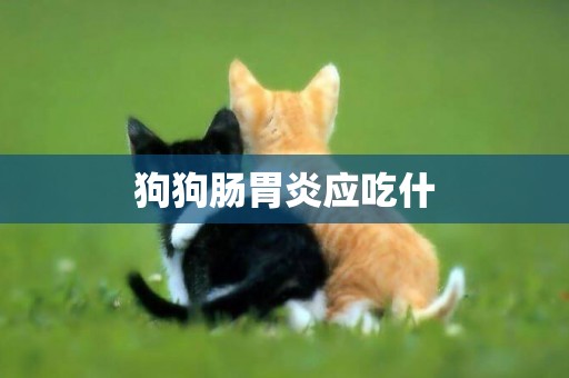 狗狗腸胃炎應吃什