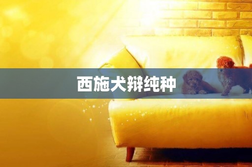 西施犬辯純種